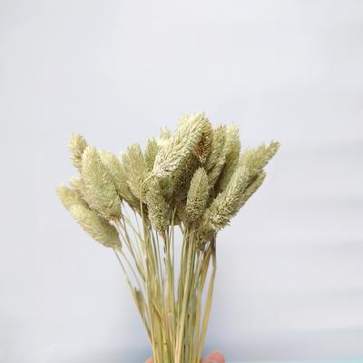 China decorative flowers & Braid Yunnan Popular Wholesale Natural Decorative Flowers Dried Gem Grass For Mothers Day for sale