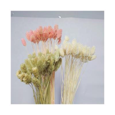 China Fashional Natural Natural Touch Phalaris Wedding Bouquet High Quality Materials Dried Gem Grass for sale