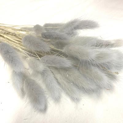 China Fashional Gift& Green Environmental Protection Bunny Tail Grass Home Decorative Colorful Dried Flowers Gray Rabbit Tail Grass Light for sale