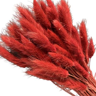 China Fashional Gift& Green environmental protection Bunny Tail Grass Hotel Decorative most popular dried flowers red bunny tail grass for sale