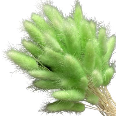 China Fashional Gift& Wholesale Green Bunny Tail Grass Decorative Dried Environmental Protection Flowers Light Green Bunny Tail Grass for sale