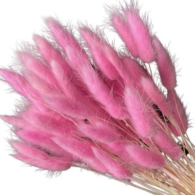 China Fashional Gift& Environmental Protection Green Bunny Tail Grass Decorative Dried Colorful Flowers Deep Pink Bunny Tail Grass for sale