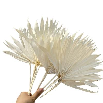 China Dry Flower Durable Wholesale Floristic Decoration Material Palm Leaf Dried Flowers Mini Sun Palm Leaves for sale