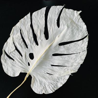 China natural touch & Australia Fresh Wholesale Dried Flowers Preserved Monstera Leaves For Wedding Decoration for sale