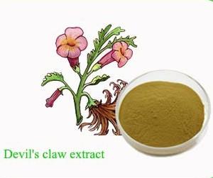 China 100% Natural and Organic 3-5% Harpagoside Devil's Claw Extract for sale