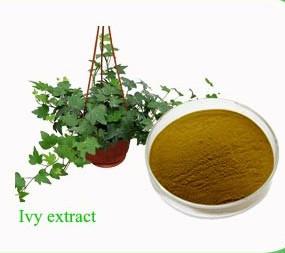 China cosmetic use material, anti-wrinkle, Chinese Ivy Extract Hederacosides 10% Manufacturer for sale