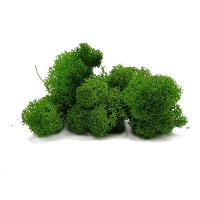 China Real Plants Best Selling Dry Green Loose Reindeer Moss Home Decor Flower Christmas Reindeer Moss for sale