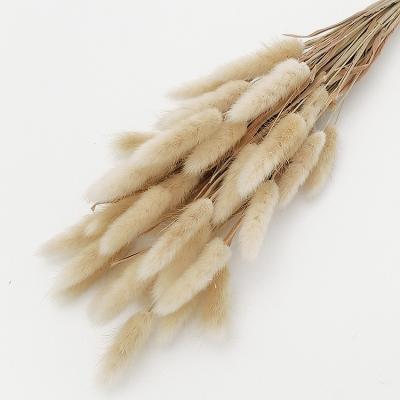 China Various good quality real contact nature Bunny Tail Grass Dried Dry Lagurus for wedding decoration for sale