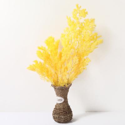 China Ming Fern Best Selling Decorative Flowers Natural Fresh Dried Asparagus Flower Preserved Ming Fern For Home Wedding Decoration for sale