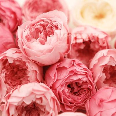 China 2021 Hot Selling Amazon Success Real Touch Nature Touch Wedding Decoration Real Austin Rose Heads 5-6cm Preserved for sale