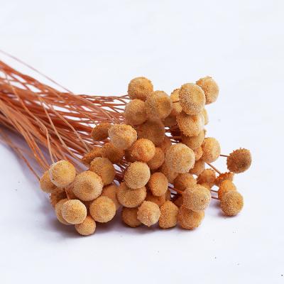 China Real Touch Nature Interesting Price New Type Flowers Braids Dried Flowers For Art Preserved Button Chrysanthemum for sale