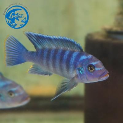 China Stocked Haplochromis Species Decoration for the Freshwater Aquarium for sale