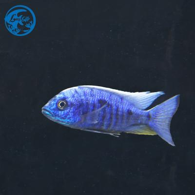 China Stocked Aquarium Fish Cichlidae Lupingu Decoration For Sale for sale