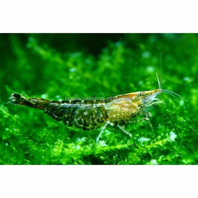 China Sustainable Hot Selling Green Jade Tropical Shrimp for sale