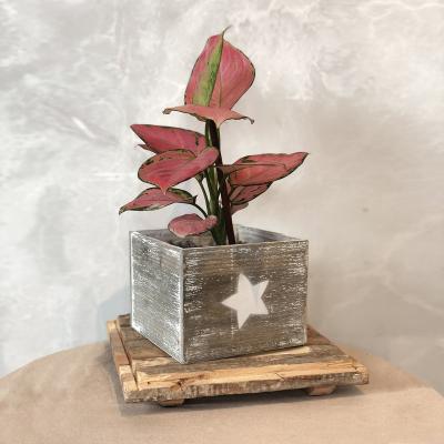 China Europe Home Decorative Small Wooden Square Flower Plant Pot for sale