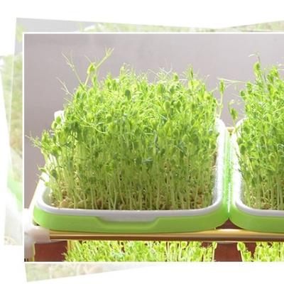 China CLASSIC Sprout Tray Sprout Plate Hydroponics System Hydroponic Seeding Tray Plastic Seeding Tray Bean Germination for sale