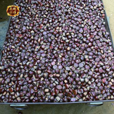 China 2020 new crop supply low fat Chinese harvest fresh chestnuts for sale