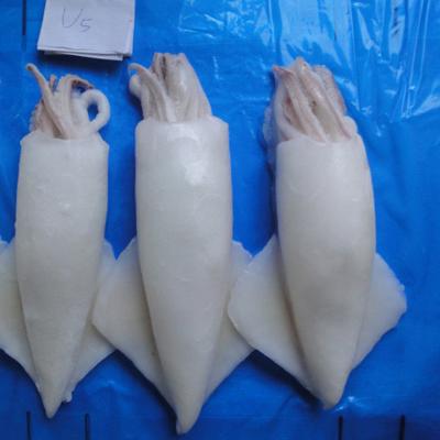 China 2022 Todarodes Squid Nutrient Pacific New Tube U5 U7 U10 Cures for sale