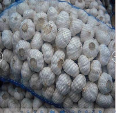 China New Fresh Culture Normal White Fresh Garlic For Sale for sale