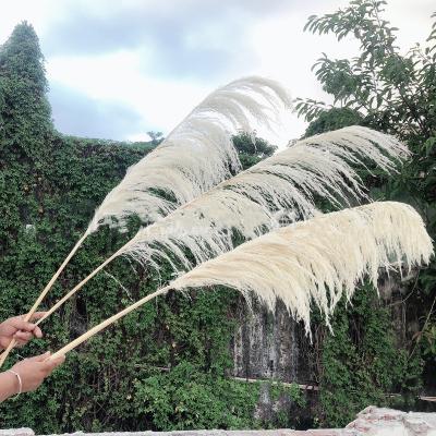 China MHJ141 Realistic Home Wedding Dried Decorative Natural White Beige Pampas Grass Flower Plants 4 Ft Tall for sale