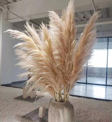 China MHJ139 Realistic Dried Large Fluffy Natural Gray Black White Tall Flowers Pampas Grass Flower Garland Decoration for sale