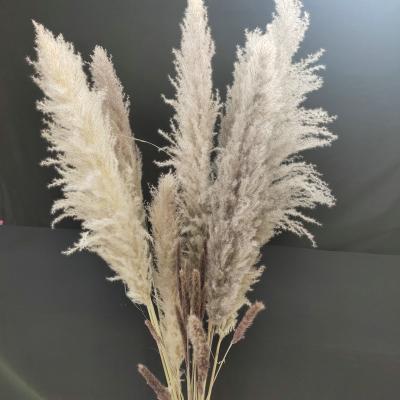 China MHJ132 Realistic Wedding Natural Dry Gray Pampas Grass Decoration Dried Flowers Pampas Grass for sale