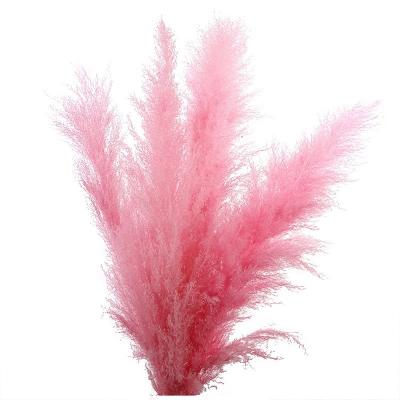 China MHJ133 Realistic Fluffy Wedding Decoration Large Rose Natural Dried Beige Pampas Grass for sale