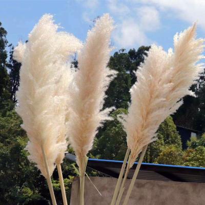 China Wedding decoration (wedding pampas grass) MHJ103 dried pampas grass fluffy pink dry decor small white flower nature for sale