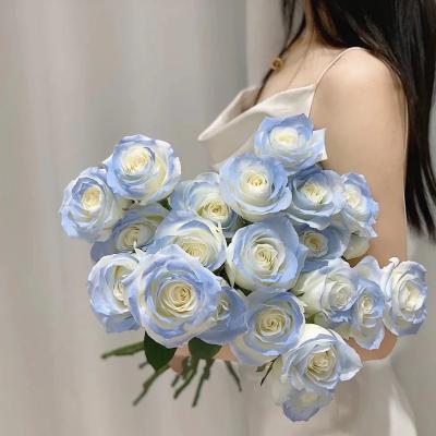 China Real Lifelike Artificial Flowers MHJ239 Single Real Touch Blue Ecuador Mounted Flower for sale