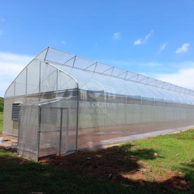 China Polytunnel kassa zaagtand bovenste ventilatietunnel kassa voor plantaardige groenten Te koop