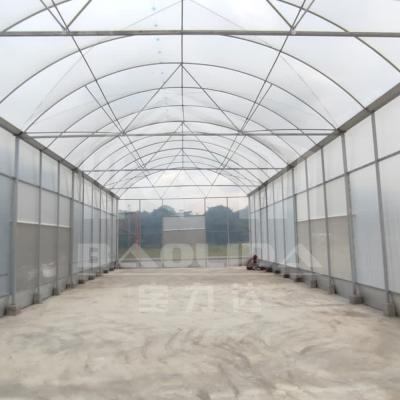 China Galvanized Steel Pipe Frame Tunnel Greenhouse for Vegetables and Fruits for sale