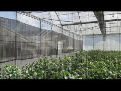 Agricultural Vegetable Green House Multi-span Tomato Greenhouse For Fruits Flower