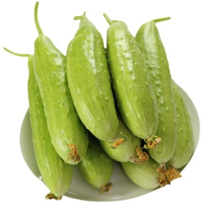 China Fresh Type Fresh Cultivation Original Type Common Delicious Fresh Green Cucumber Of Quality Variety High Grade Place for sale