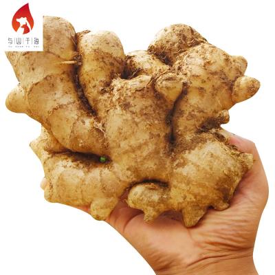 China Fresh natural mountainous areas planting Ginger Chinese Bulk Fresh Yellow Ginger for sale