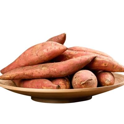 China Sandy Soil Planting Fresh Sweet Potatoes Fresh Fertile Purple Potatoes Best Quality for sale