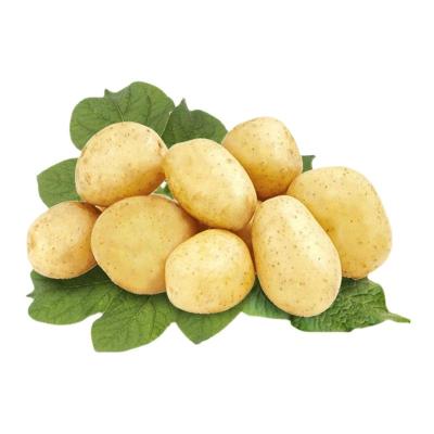 China Wholesale Hot Selling Bulk Fresh Potatoes Fresh Potato Supplier for sale