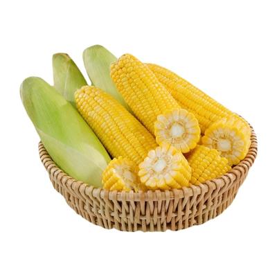 China Fresh Delicious Fresh-Baby-Corn Fresh Sweet Yellow Corn Fresh Corn for sale