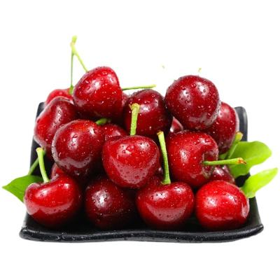 China Fresh sweet and juicy fresh cherries fruits fresh dark red cherries for sale for sale