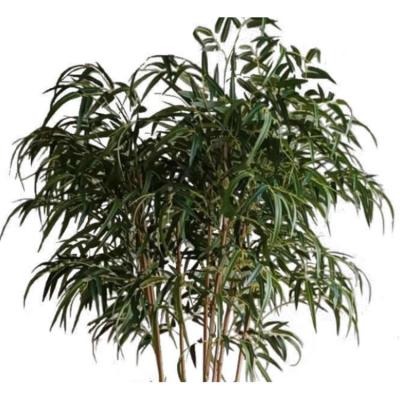 China Home/Hotel/Office/Festival/Plastic Artificial Bamboo Trees Decoration Plant Indoor Wholesale Indoor Decoration Large for sale