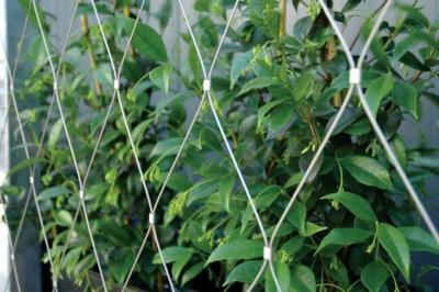 China Flexible Inox Wire Rope Plant Trellis , Plant Climbing Green Wall Mesh for sale