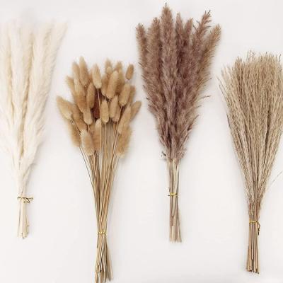 China Natural Pampas Grass Touch Dry Decor, 100 PCS Pampas Grass Contains Bunny Tails Dried Flowers, Reed Grass Bouquet Wedding Boho H Flowers for sale