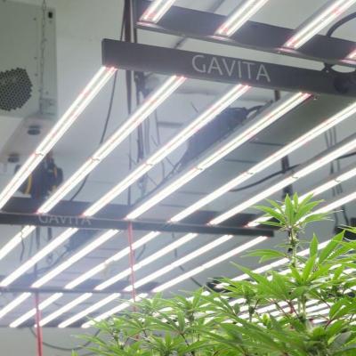 China Seed Seed Starting LED Plant Grow Lights For Vegetable for sale