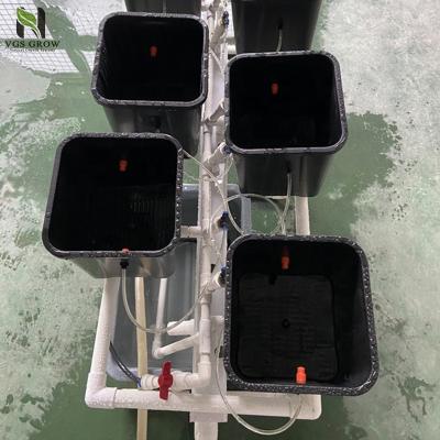 China 6 Pots Dutch Bucket Hydroponics System Hydroponics Indoor Planting System Aeroponic System for sale