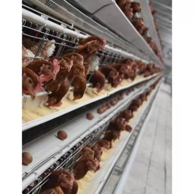 China Farms Design One Layer Type Battery Equipment Automatic Chicken Cage System For Poultry Farm for sale