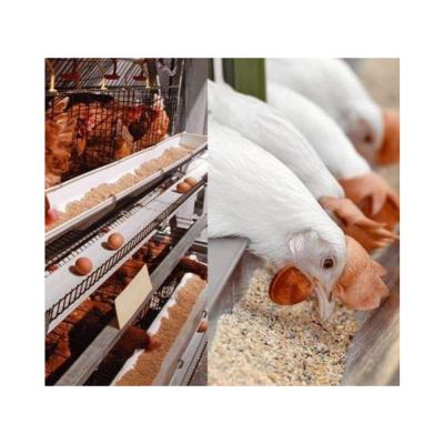 China Farms Layer Chicken A Type Layer Chicken Cage Poultry Feed Chicken Cage System for sale