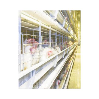 China Farms Layer H Type Battery Chicken Layer Cage Poultry Farming Fully Automatic System for sale