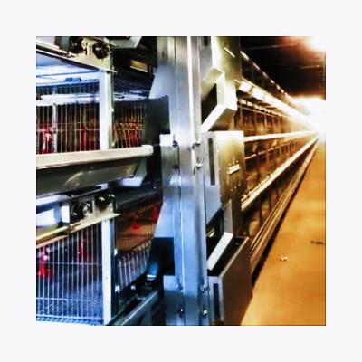 China Farms H Type Automatic Poultry Farm Broiler Cage Broiler Broiler Breeding Cage Dedicated System For Sale for sale