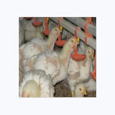 China High Quality Factory Price 360 ​​Degree Stainless Steel Poultry Farm Nipple Chicken Drinker for sale