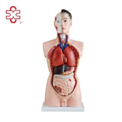 China Half Body Human Biology Laboratory Medical Male Manikin for sale