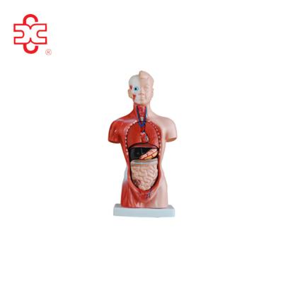 China PVC Mini Torso Model For Children and toy for sale